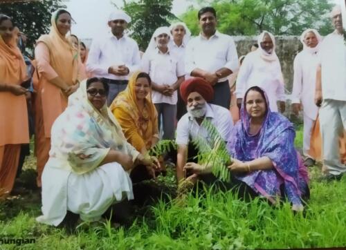 TREE PLANTATION