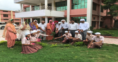 tree plantation